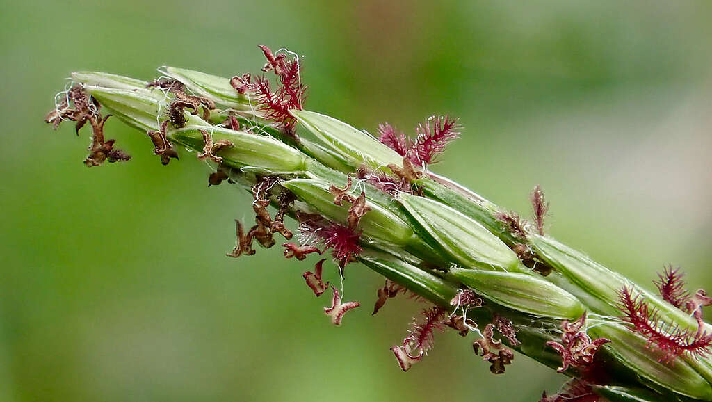 雄蕊和雌蕊特寫。 © 馬屎