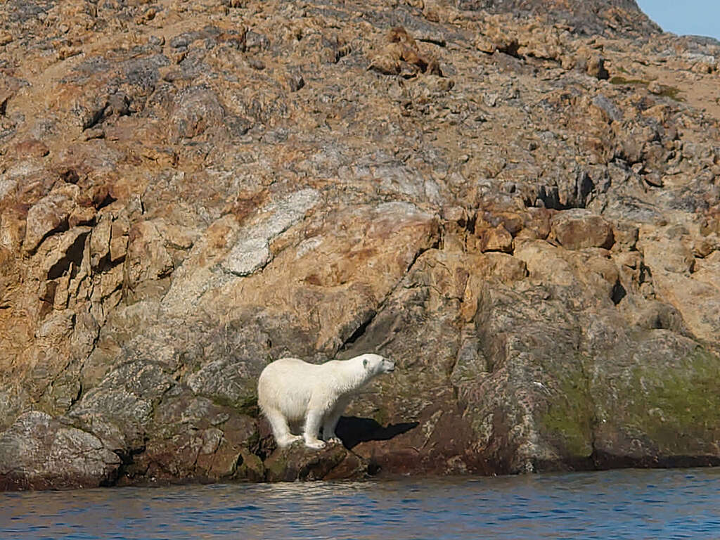 筆者在加拿大哈德遜灣遇上的北極熊。 © Wilson Cheung