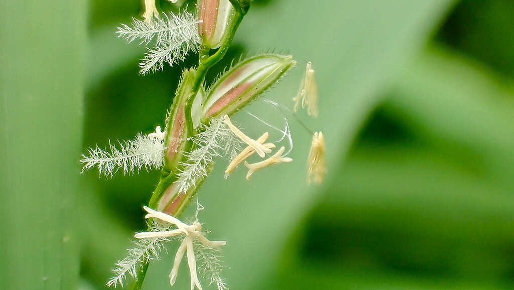 雄蕊和雌蕊特寫。 © 馬屎