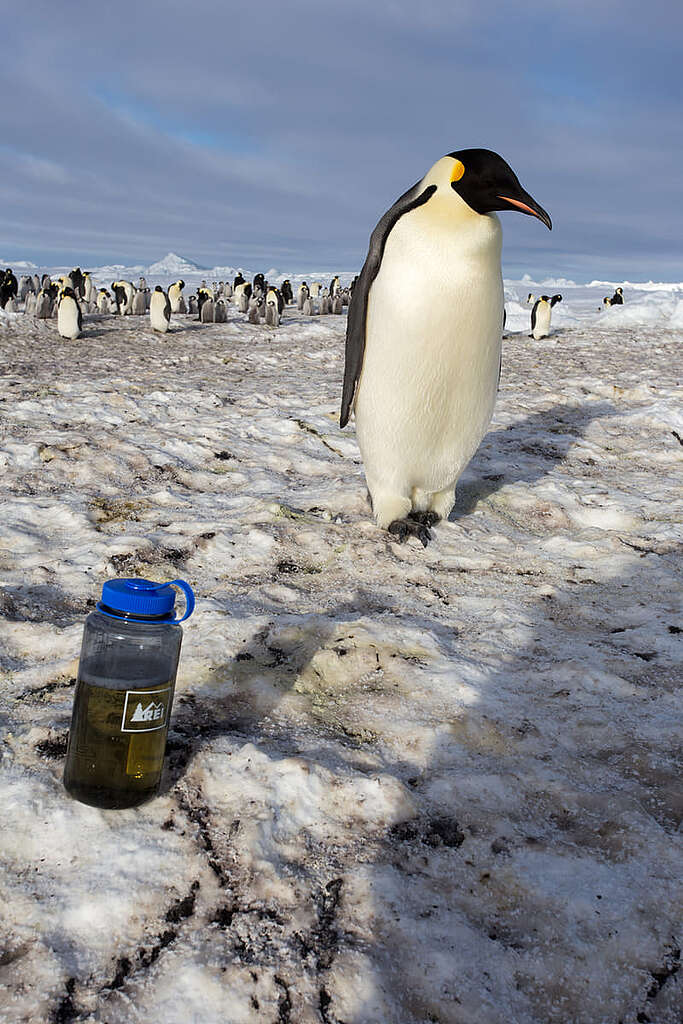 帝企鵝從旁觀察筆者剛在尿壺「小解」的情況。 © Wilson Cheung
