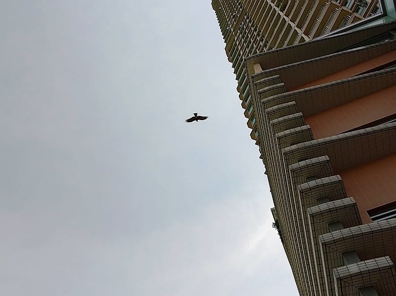 香港比較少見到雁，大型鳥類中常見的有麻鷹（學名黑鳶）。若說牠們是這城的守護鳥，你會同意嗎？© helen yip