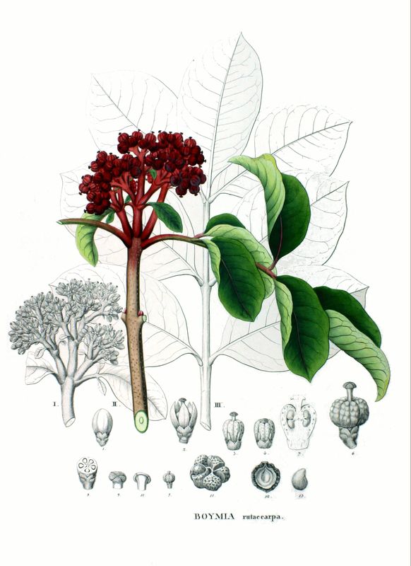 吳茱萸的植物學繪圖。(Philipp Franz von Siebold and Joseph Gerhard Zuccarini, Public domain, via Wikimedia Commons)