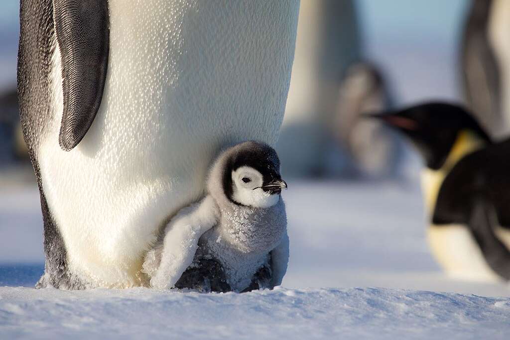 在雄性皇帝企鵝懷裡剛孵出的企鵝 bb。 © Wilson Cheung