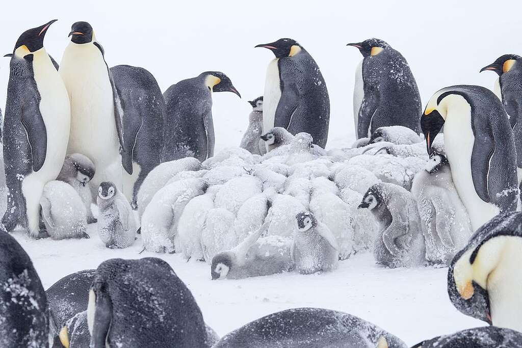 南極即使是夏天也會刮上極度嚴寒的暴風雪，皇帝企鵝寶寶也要簇成一團取暖！ © Wilson Cheung