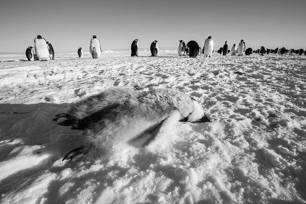 在南極的極端環境，每年約 70% 皇帝企鵝寶寶都活不過一歲。© Wilson Cheung