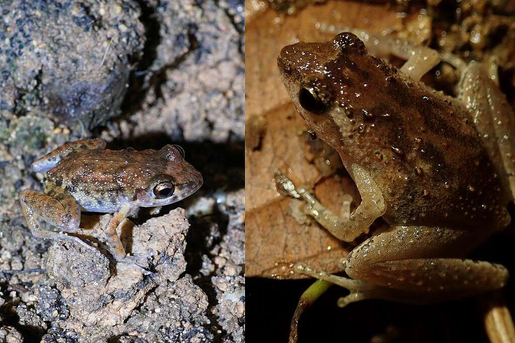 外來物種溫室蟾（左）有機會與本地保育物種盧氏小樹蛙（右）構成競爭。 © ABCAT / Greenpeace