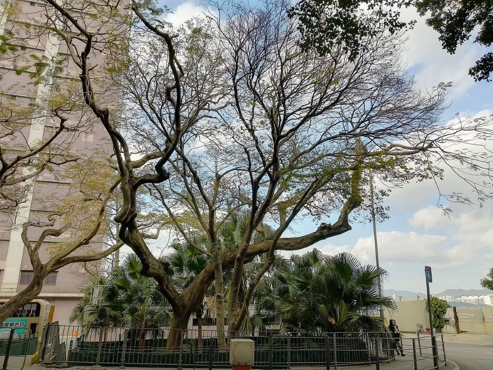 堅尼地城巴士總站街口有多株老鳳凰木，冬季落葉顯露宏美的樹姿。後面蒲葵叢前方是公廁和「東華痘局」牌坊基石的園地。© helen yip