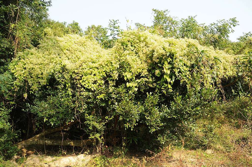 薇甘菊會在其他樹木及植物上攀附生長，並且遮蔽陽光，令其他植物死亡。 © Kami Hui