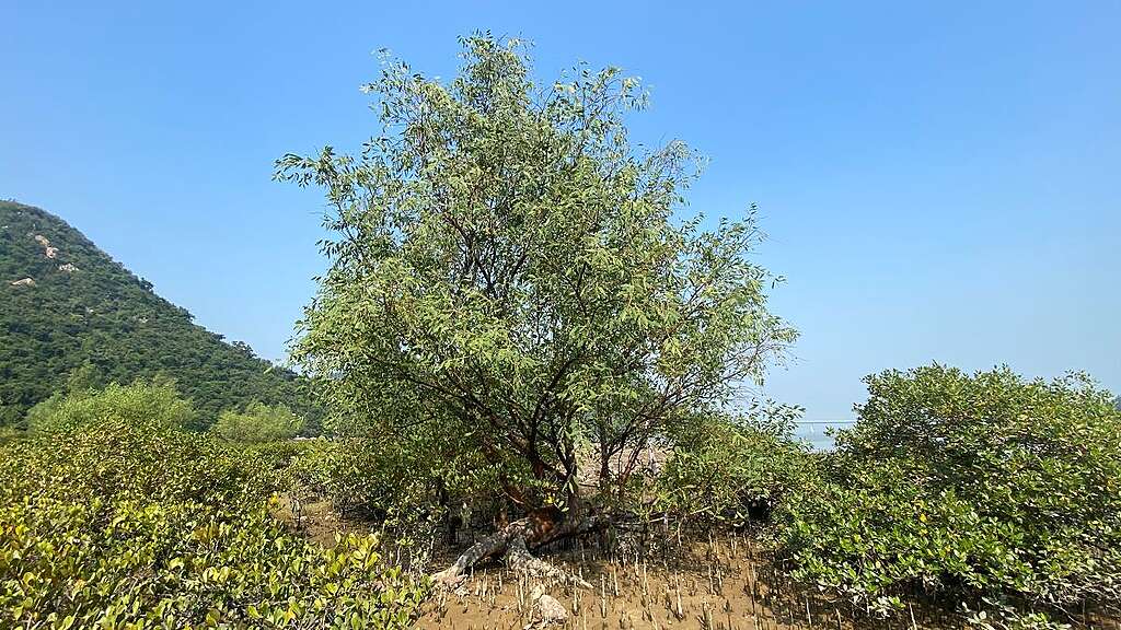 本地環保團體長春社於大嶼山深屈進行外來入侵物種無瓣海桑的清理工作。 © Kami Hui