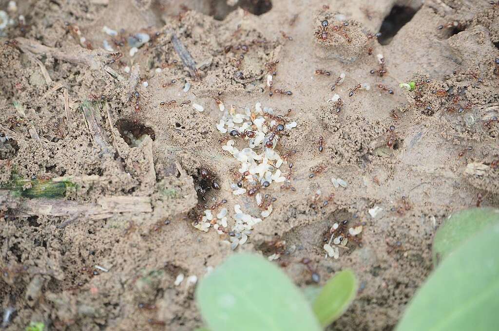 入侵紅火蟻的毒液可引致過敏反應。 © Kami Hui