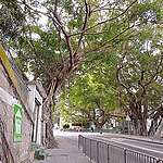 自然散步練習‧路線1│堅尼地城 留得住與留不住的樹下遺跡