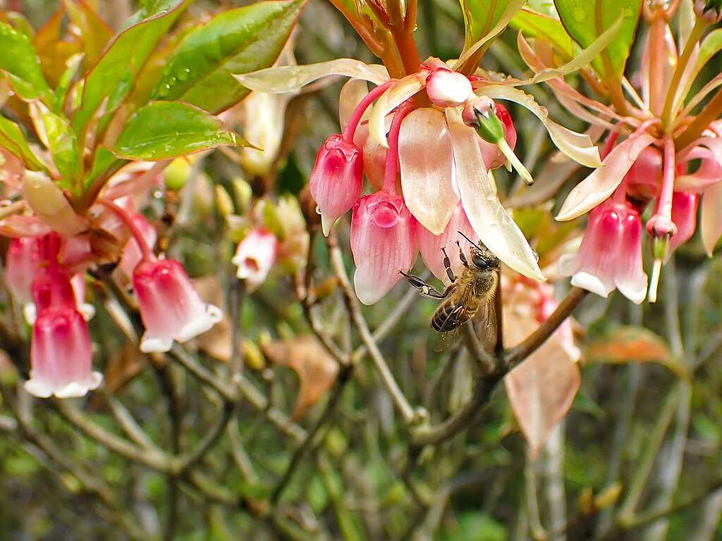 蜜蜂的腳部有專門為裝花粉用的花粉籃。© ABCAT / Greenpeace