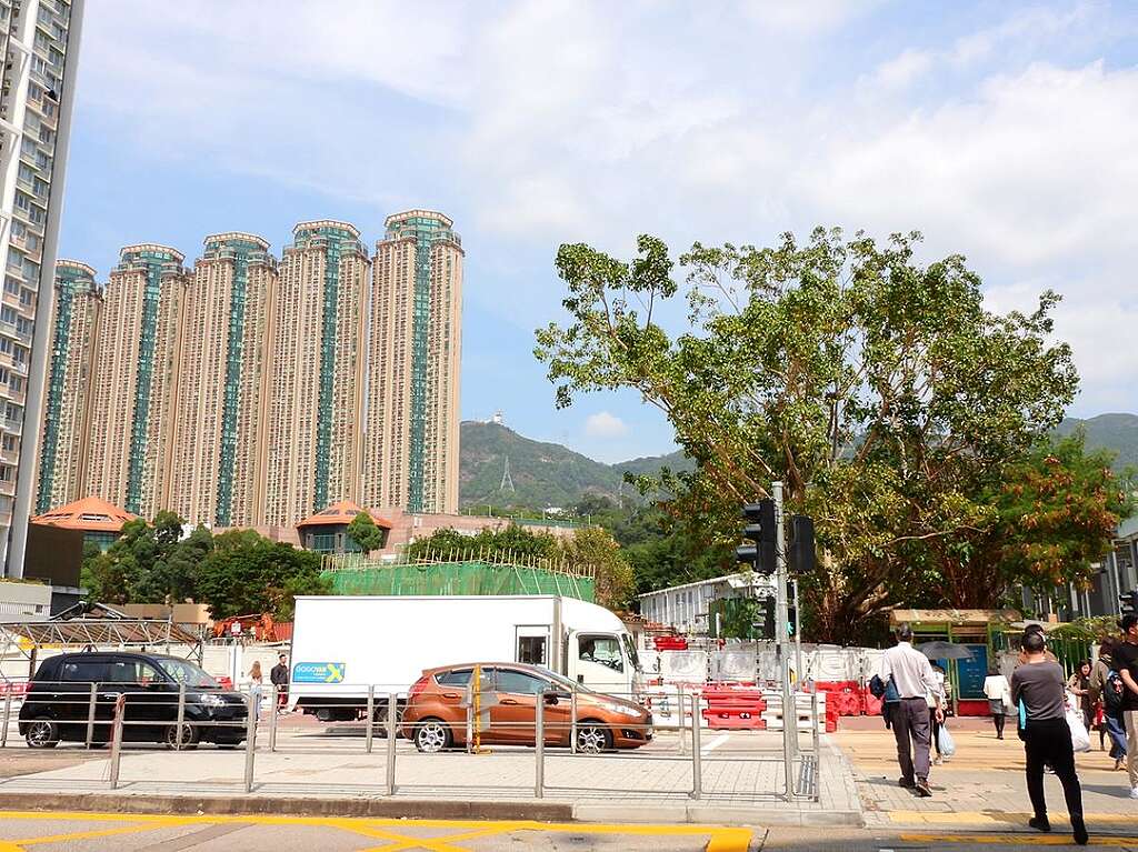 彩虹道馬路對面，九龍的高峰飛鵝山圍抱遠景，高大的菩提榕和旁邊的銀合歡（有深棕色如豆莢果實）提醒我們大磡村的遺址所在。© helen yip