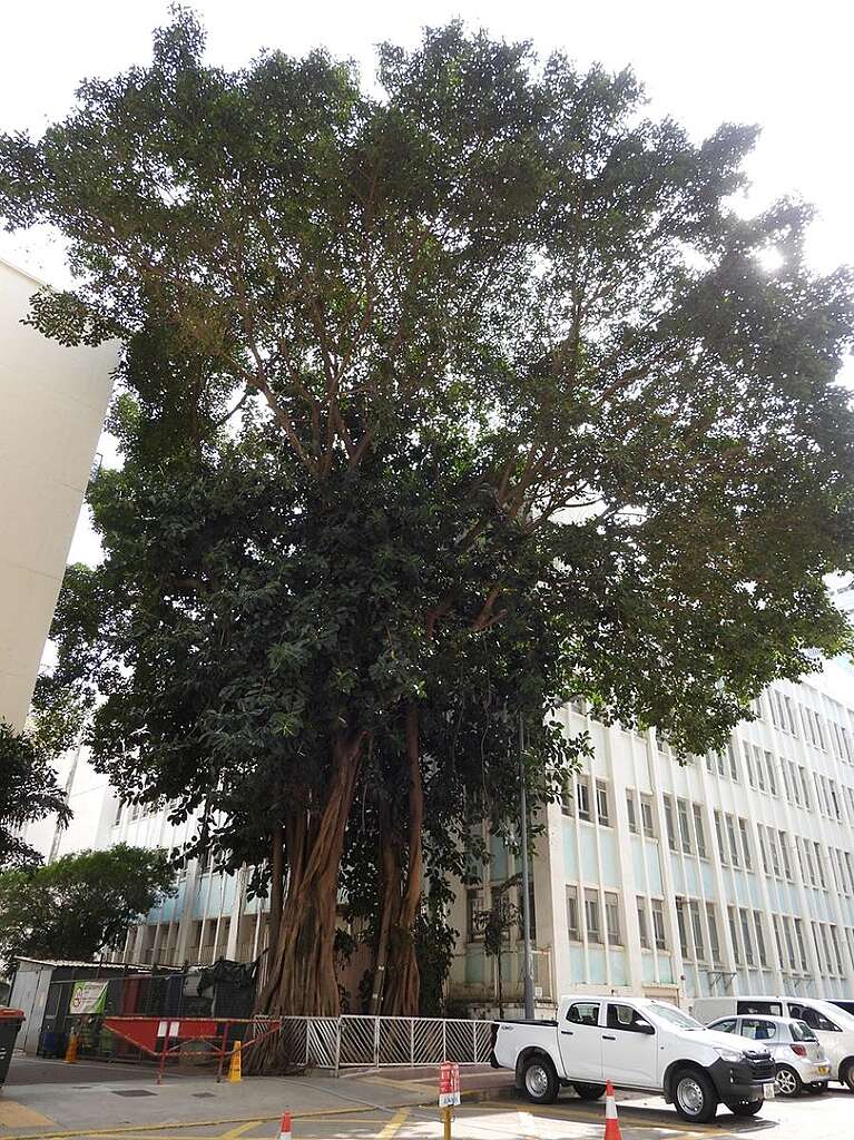 金漢樓與聖公會日修小學中間的印度榕，充分顯示此樹種生長幅度的霸氣。© helen yip