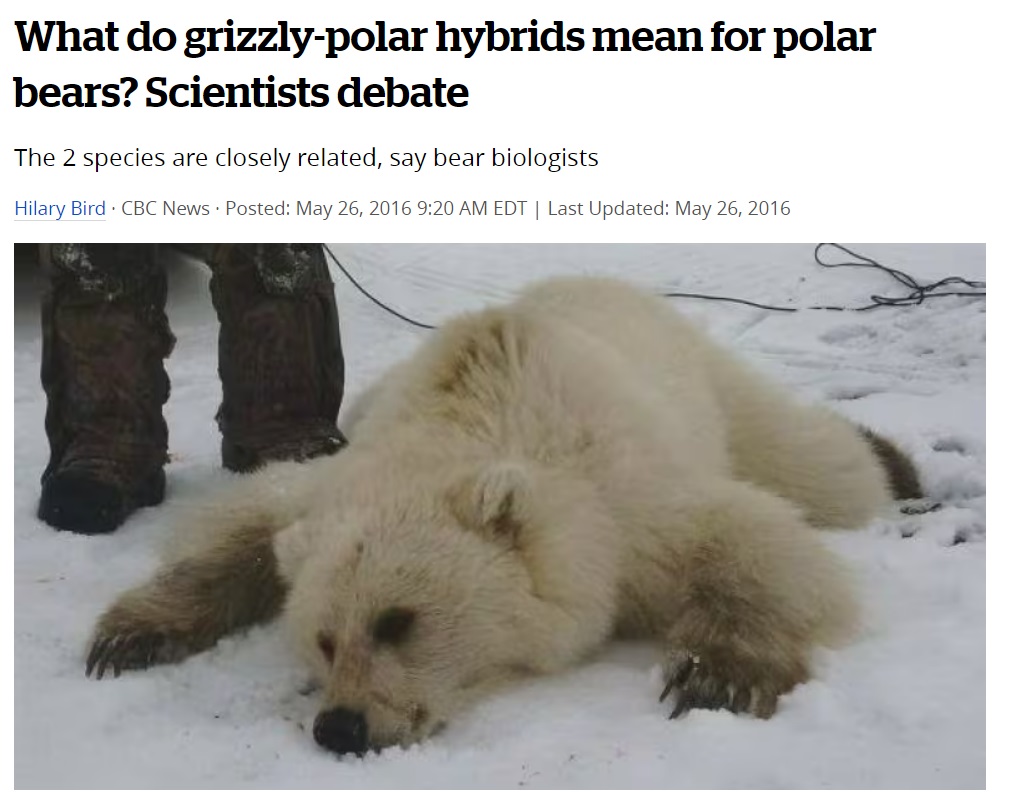 2016 年 5 月，加拿大北極努納武特（Nunavut）地區拍攝到一隻灰熊與北極熊的雜交後代；科學家表示，受氣候變化影響，這些由雄性灰熊與雌性北極熊交配的「Pizzly」或「Grolar」熊數目或會增加。（CBC News 網頁截圖)