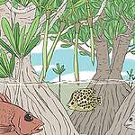 【動物人的植物世界】紅樹林魚樂無窮 解決氣候變化好幫手？