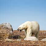 受氣候變化影響，北極海冰範圍持續消退，瘦削北極熊在陸地覓食的景象更頻繁出現。 @Wilson Cheung
