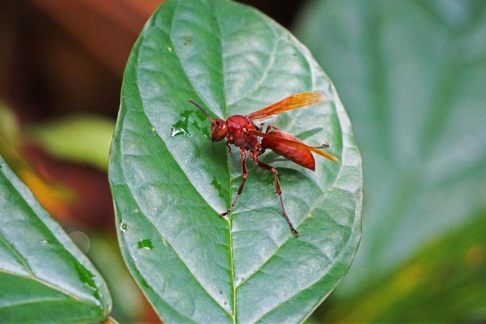 胸稜馬蜂（Polistes strigosus）屬於胡蜂科長腳蜂亞科，攻擊性不高。© ABCAT / Greenpeace