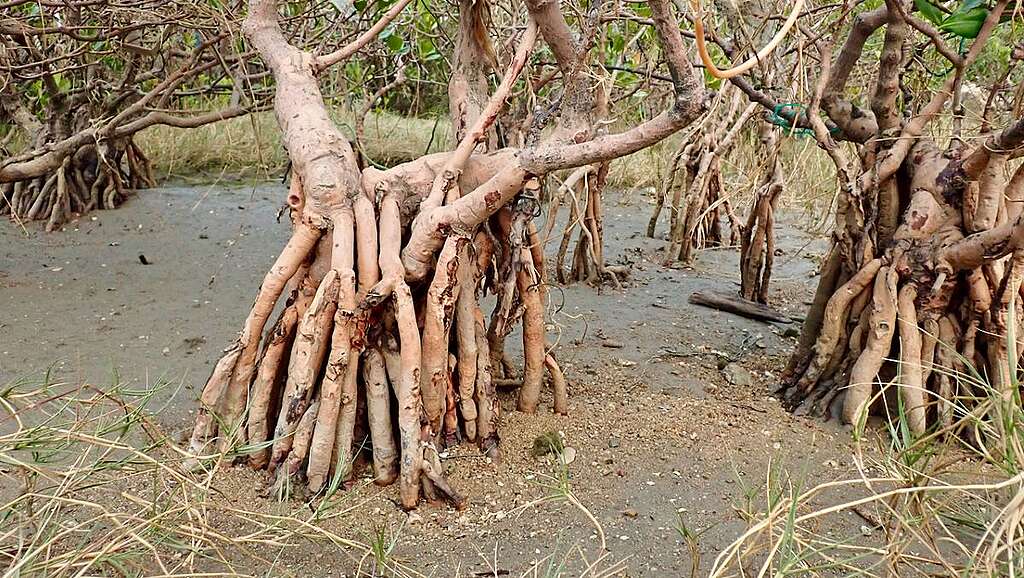 紅樹生出堅韌的支撐根，即使在容易塌陷的泥灘地區仍能屹立不倒。 © 馬屎