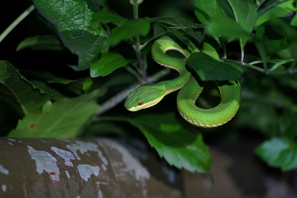 青竹蛇是香港常見毒蛇。© ABCAT / Greenpeace