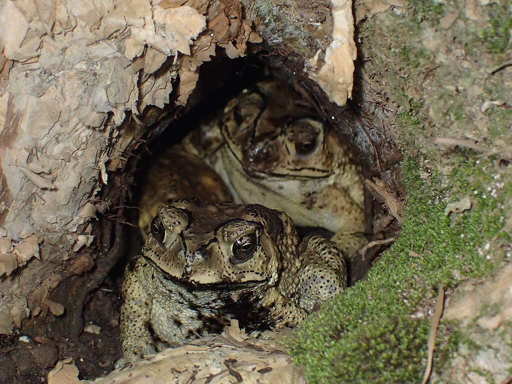 黑眶蟾蜍喜歡以細小的洞穴或排水管道為家。© ABCAT / Greenpeace