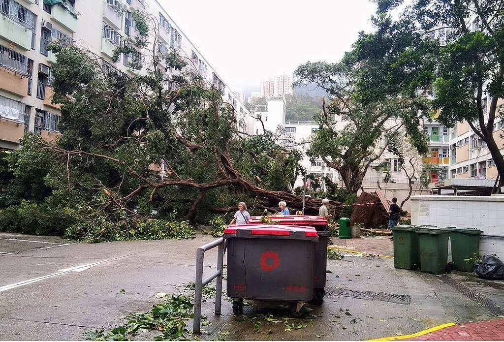 2018 年超強颱風「山竹」，成為彩虹邨內不少老樹街坊的殺手。 © helen yip