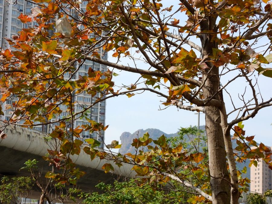 錦雲樓往斧山道方向，楓香樹掛着紅葉，遙看獅子山。 © helen yip