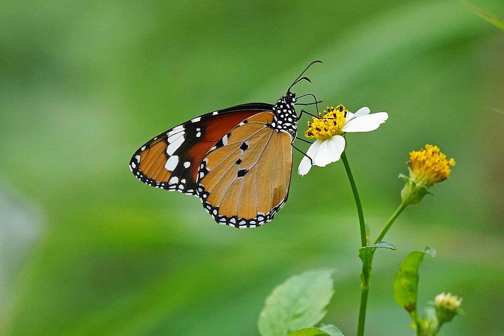 不少斑蝶有鮮艷的警戒色，圖為金斑蝶。 © ABCAT / Greenpeace