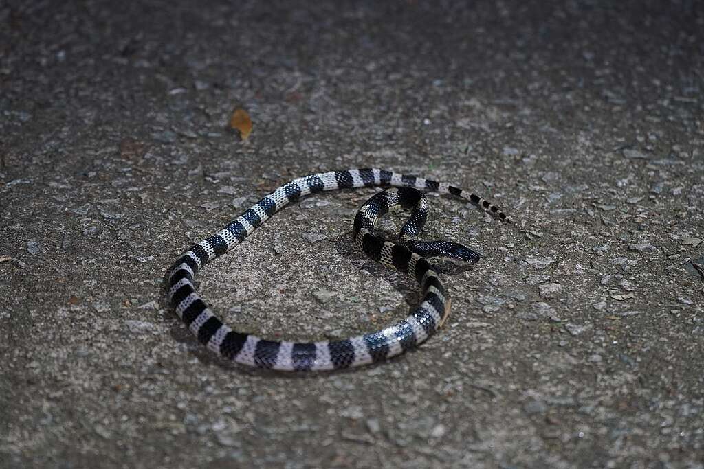 銀腳帶雖然是有劇毒的毒蛇，但非常怕人。© ABCAT / Greenpeace