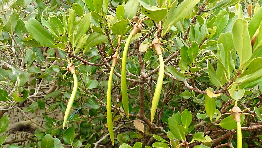 秋茄樹是本港紅樹林裡最常見品種之一，別名「水筆仔」則來自掛在樹上、幼長如筆的胎生苗。 © 馬屎