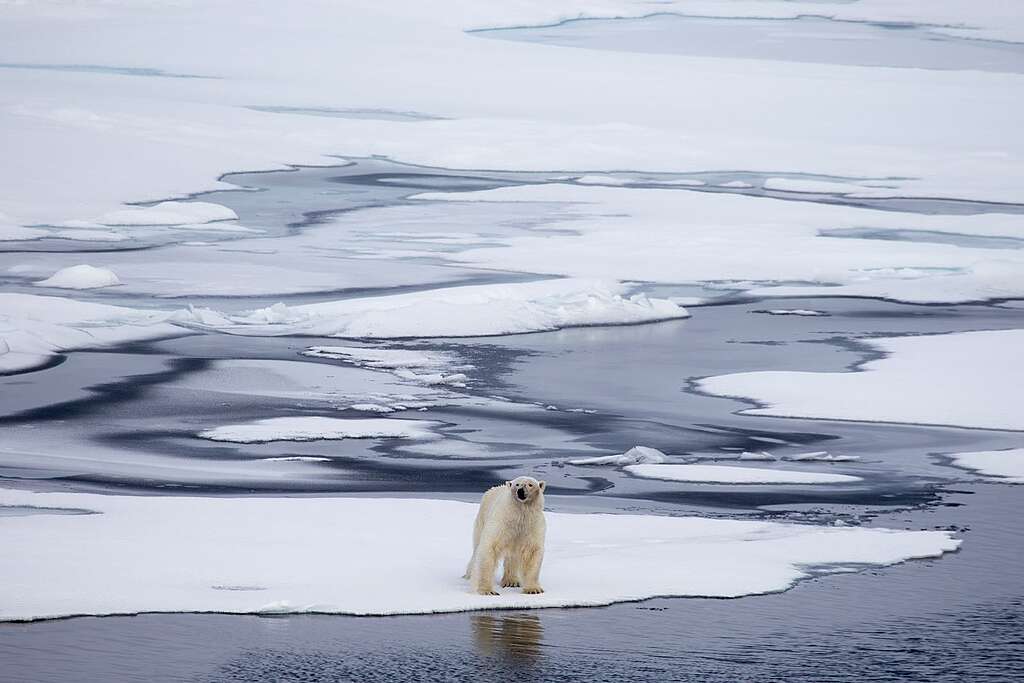 北極最小海冰值過去半世紀持續呈下跌趨勢，平均每年約有 70 個香港土地面積的海冰消逝。 © Wilson Cheung