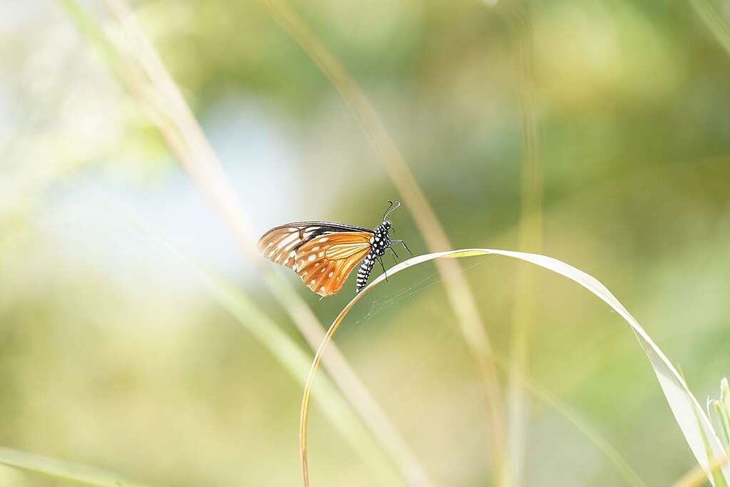 於大埔滘可以找到難得一見的褐斑鳳蝶。© ABCAT / Greenpeace