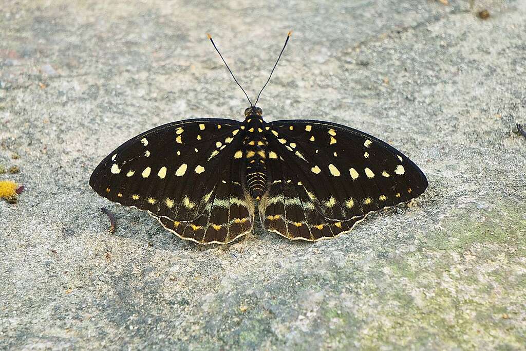 小豹律蛺蝶常見於熱帶地區，於 2008 年首次在香港被發現，現已在香港落地生根，變得常見。© ABCAT / Greenpeace