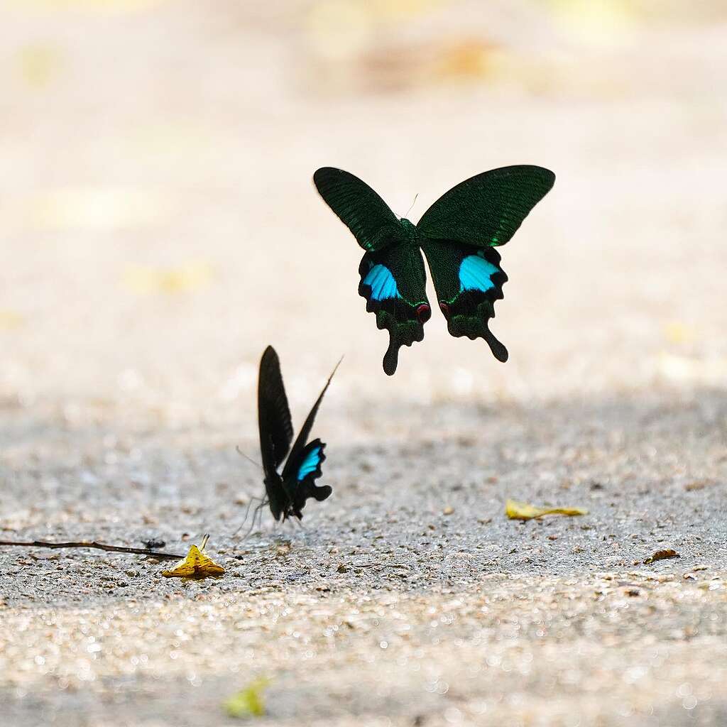 香港蝴蝶：巴黎翠鳳蝶 © ABCAT / Greenpeace