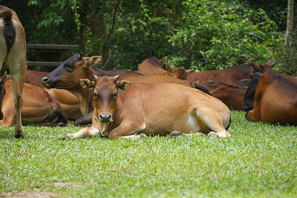 牛群雖然溫馴，但也慢慢學會了從人類身上獲得食物。© ABCAT / Greenpeace