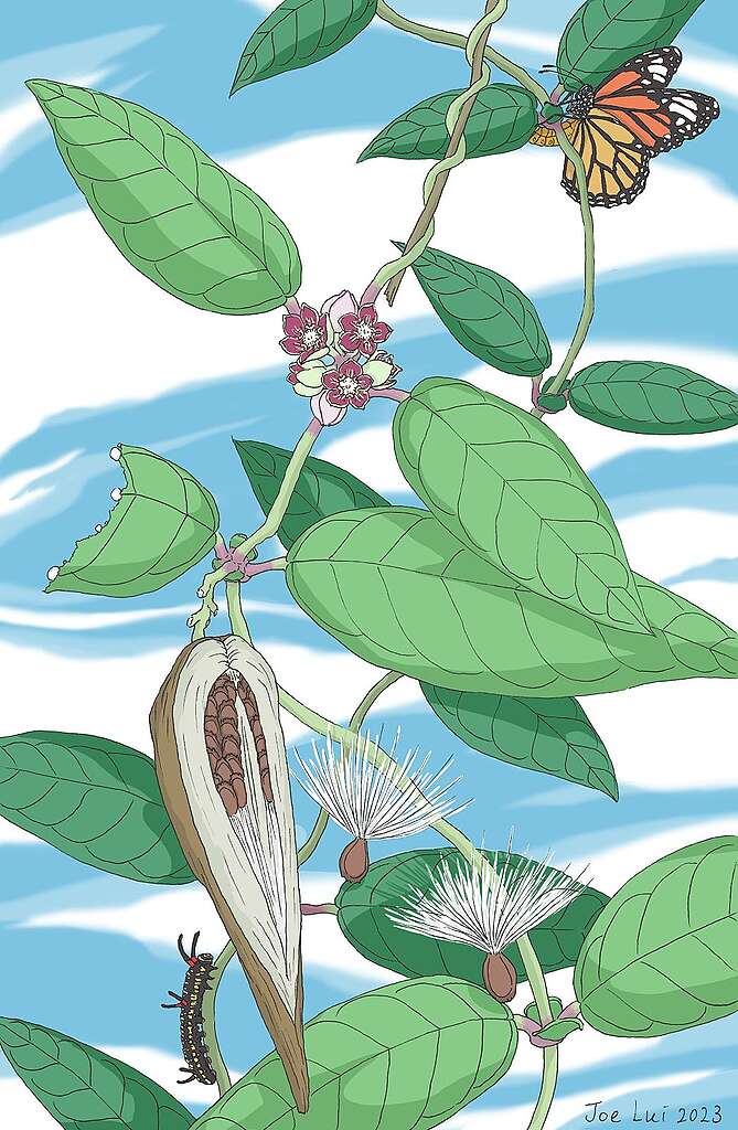 蘿藦亞科的動植物世界。 © 呂朗婷