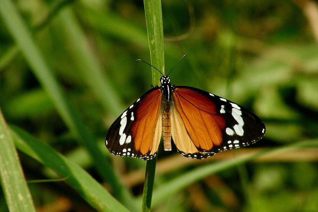 金斑蝶與帝王斑蝶同屬「老虎型」斑蝶，也同樣以馬利筋為食。 © 馬屎