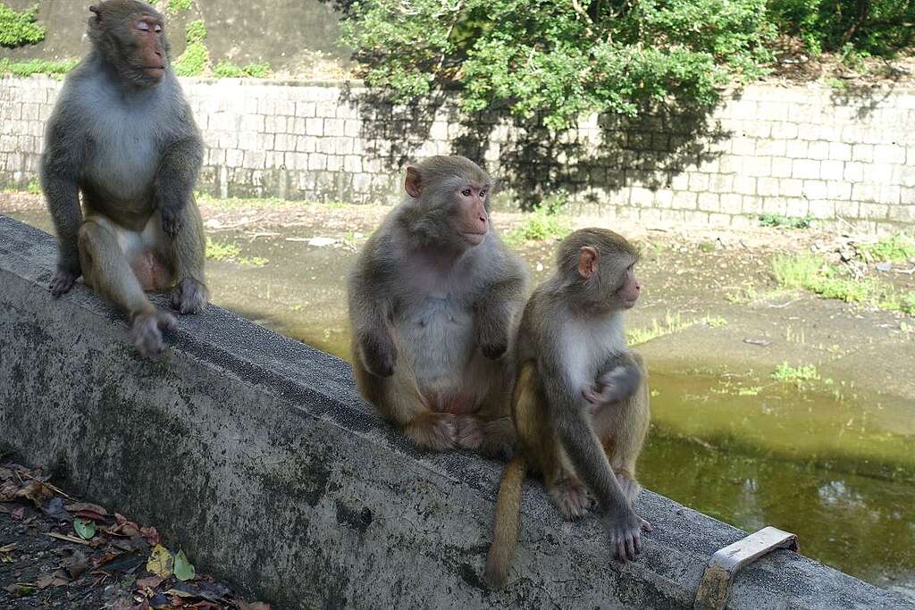 金山是香港最多猴子的地點之一。© ABCAT / Greenpeace