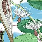 【動物人的植物世界】蘿藦亞科「銀髮族」 成就斑蝶遷徙大業