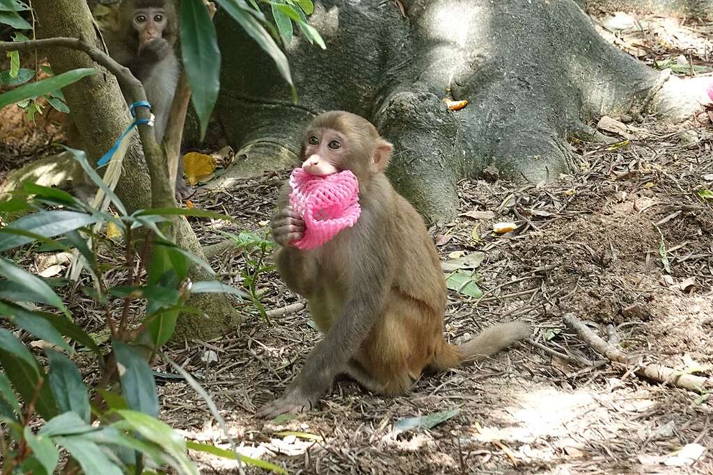 非法餵飼等於好心做壞事，不但會影響自然生態，也會造成衛生問題。© ABCAT / Greenpeace