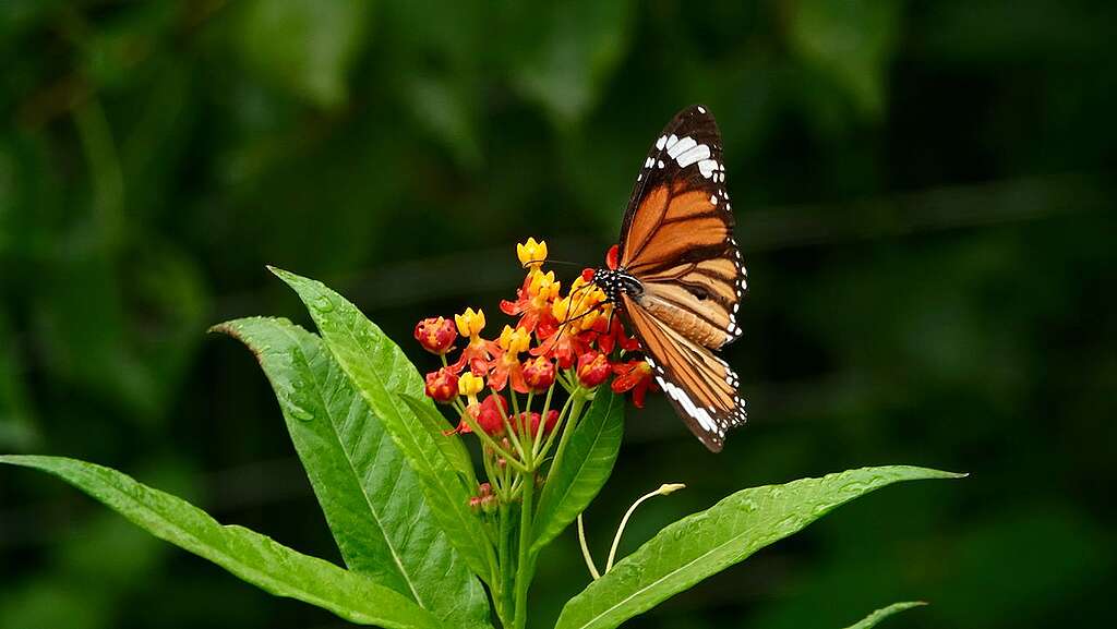虎斑蝶是另一香港常見的斑蝶品種。 © 馬屎