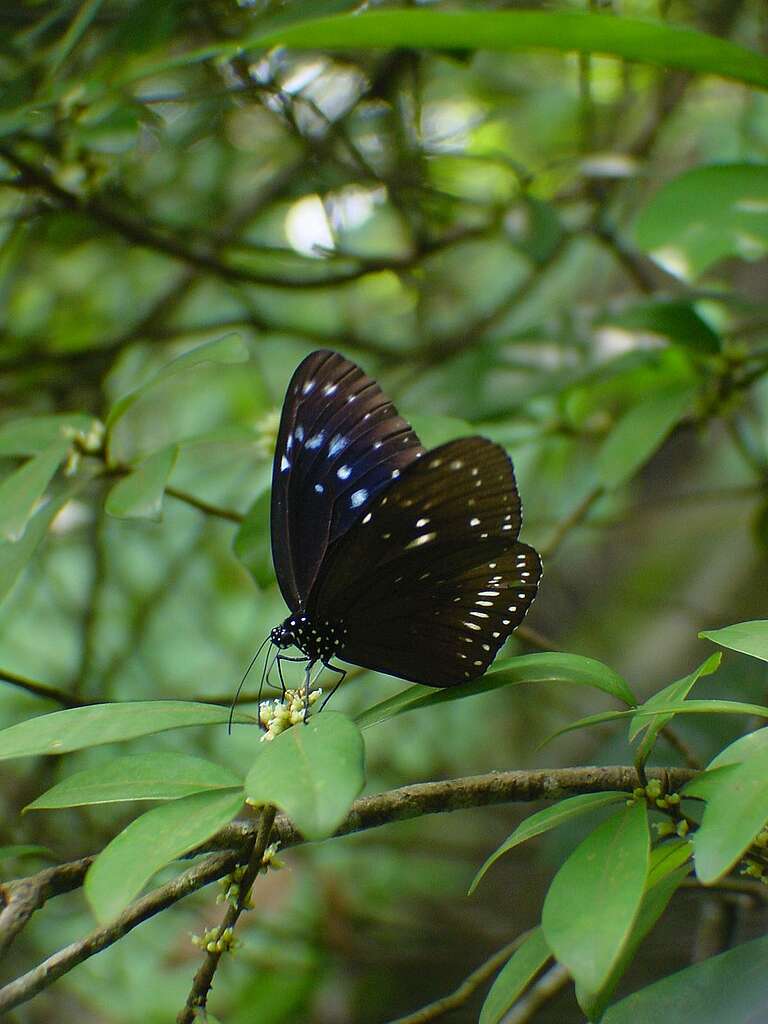 藍點紫斑蝶是典型「烏鴉型」斑蝶，翅膀呈深啡色。 © 馬屎