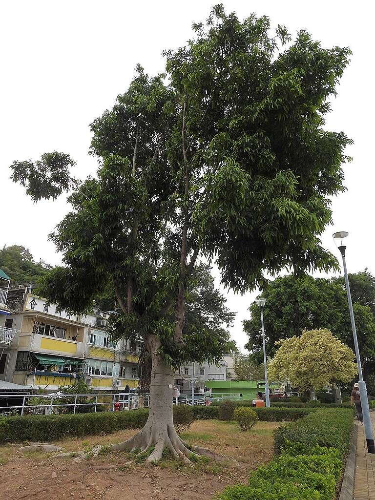 永興街前的低層樓房,跟坪洲大部分建築一樣有騎樓,人在其中,近賞草木,遠看海景。 © helen yip