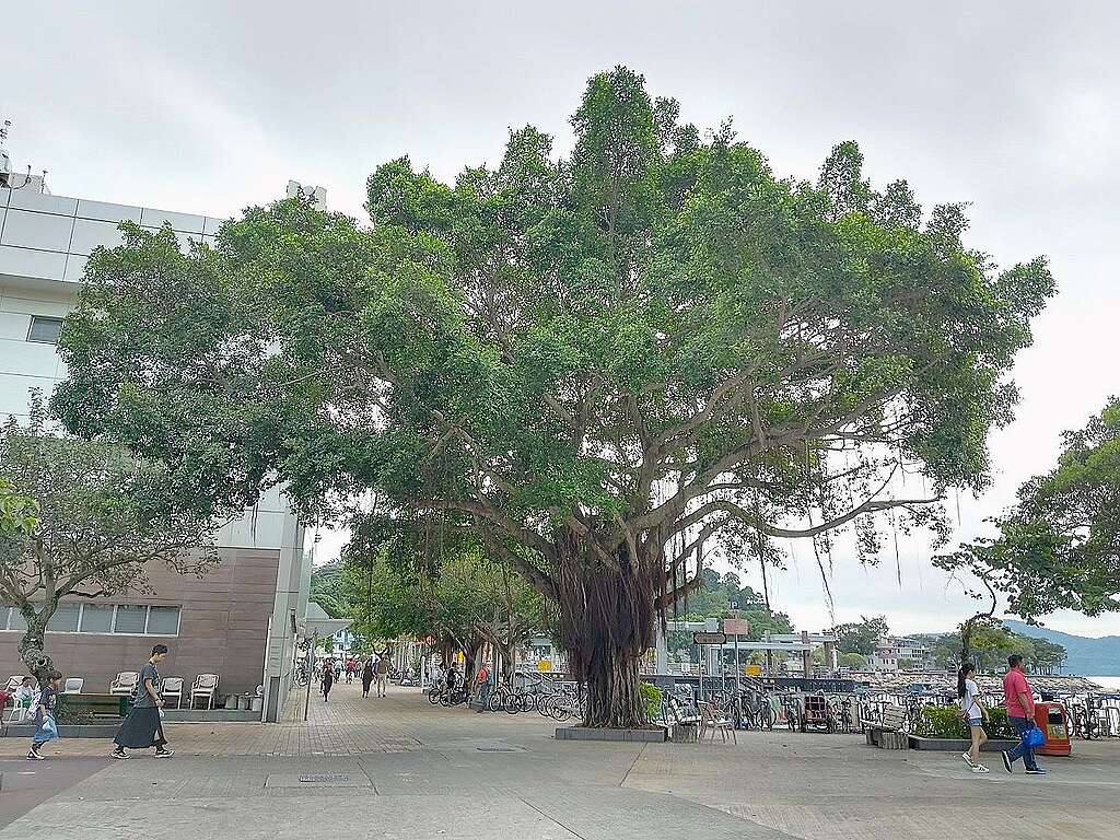 坪洲碼頭與市政大廈之間的廣場,擁有最悠然治癒的離島風景。 © helen yip