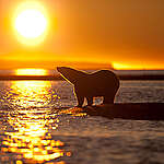 Stranded Polar Bears in Alaska. © Rose  Sjölander / 70°