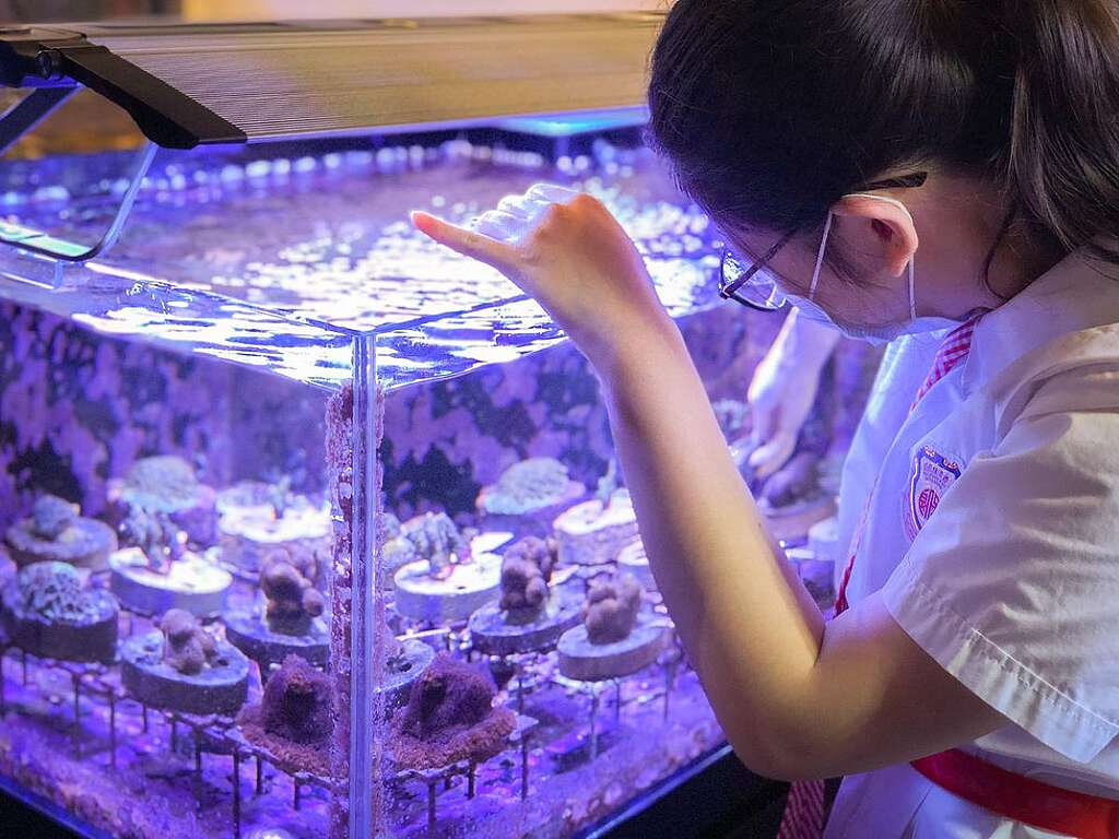Apple 創辦的珊瑚學院積極推動「育養珊瑚校園計劃」，讓學生在校園一嘗照顧珊瑚的滋味，同時有份貢獻吐露海赤門海峽一帶的珊瑚修復工作。 圖片由受訪者提供