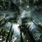 亞馬遜的生存危機同香港都有關係？金礦開採和畜牧業如何摧毀全球最大的雨林｜綠色和平揭露真相