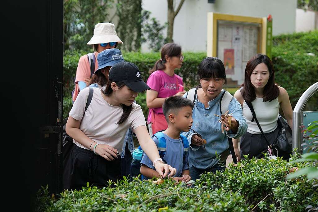 香港自然作家及畫家葉曉文（右二）帶領參加者走訪櫻桃街公園，感受植物鄰居的生命脈動。© Greenpeace