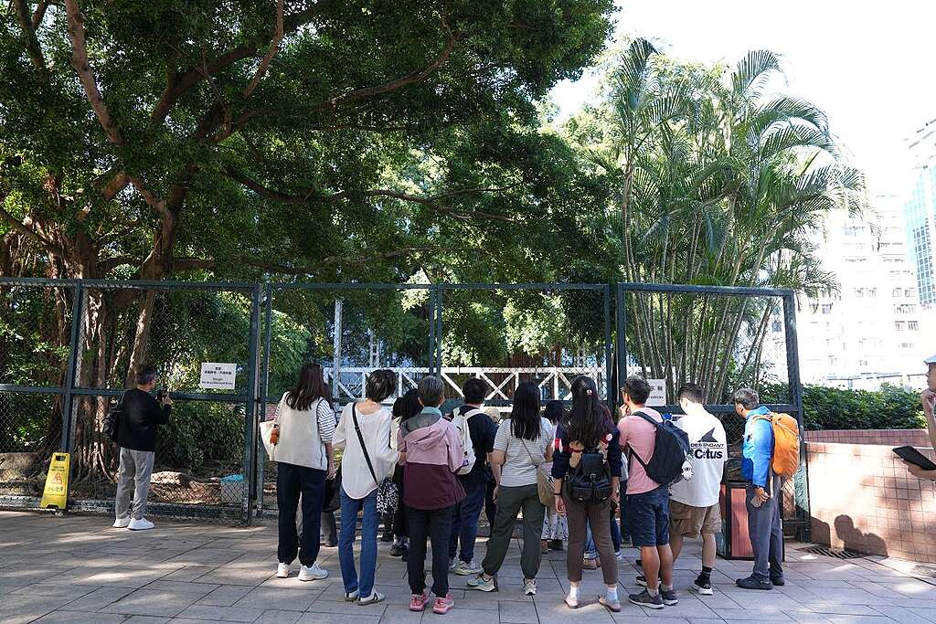 「油尖旺散步團・城市森度遊」的起點：這棵位於九龍公園小型足球場旁的細葉榕，原來曾獲票選為「樹王之王」！ © Greenpeace