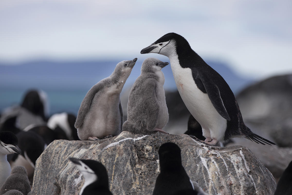 綠色和平聯同大學團隊進行「企鵝普查」，發現部份頰帶企鵝族群的數目顯著下跌，警醒各國領袖必須加快步伐成立海洋保護區。 © Abbie Trayler-Smith / Greenpeace
